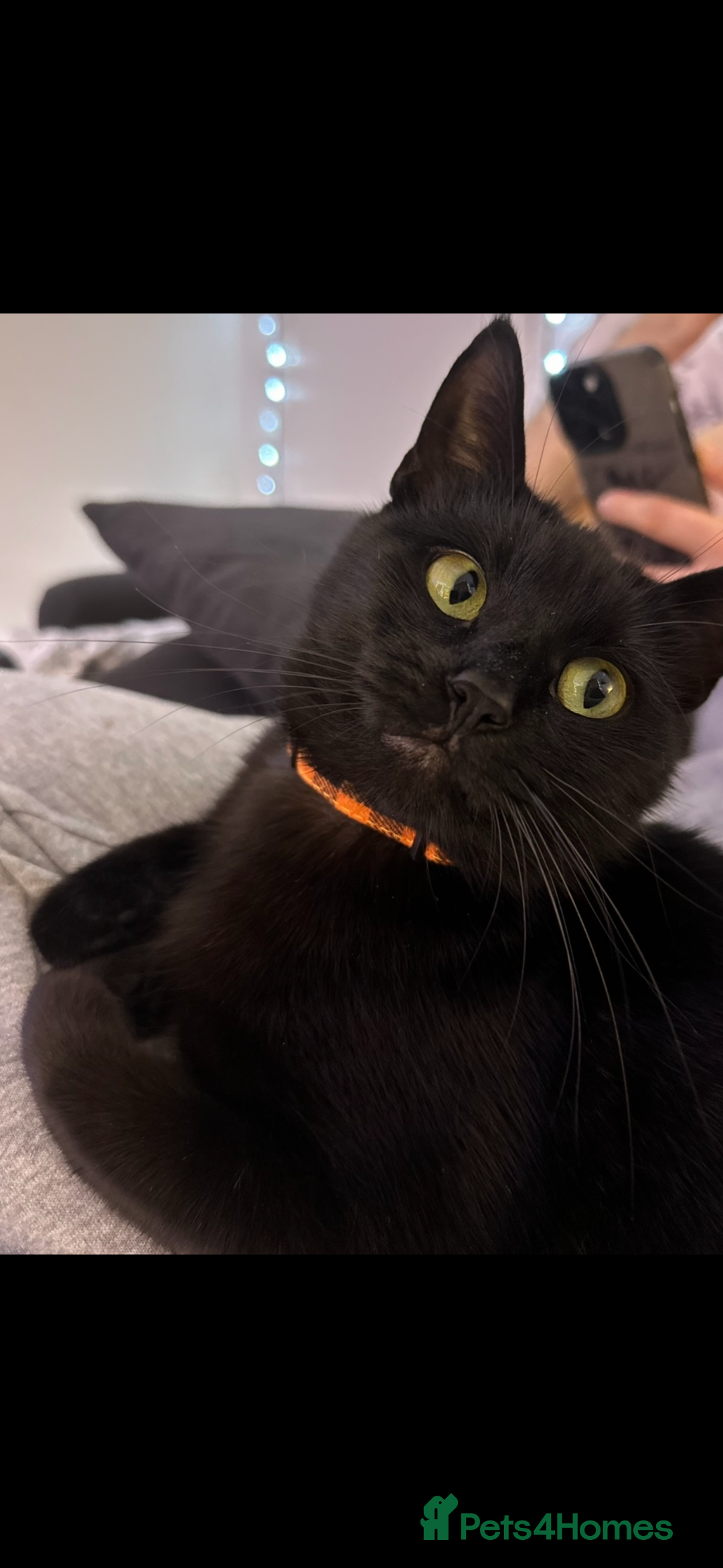 Mixed Breed cats for sale: Gorgeous and playful little Kitten - Advert 1