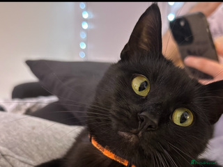 Mixed Breed cats Gorgeous and playful little Kitten - Advert 1