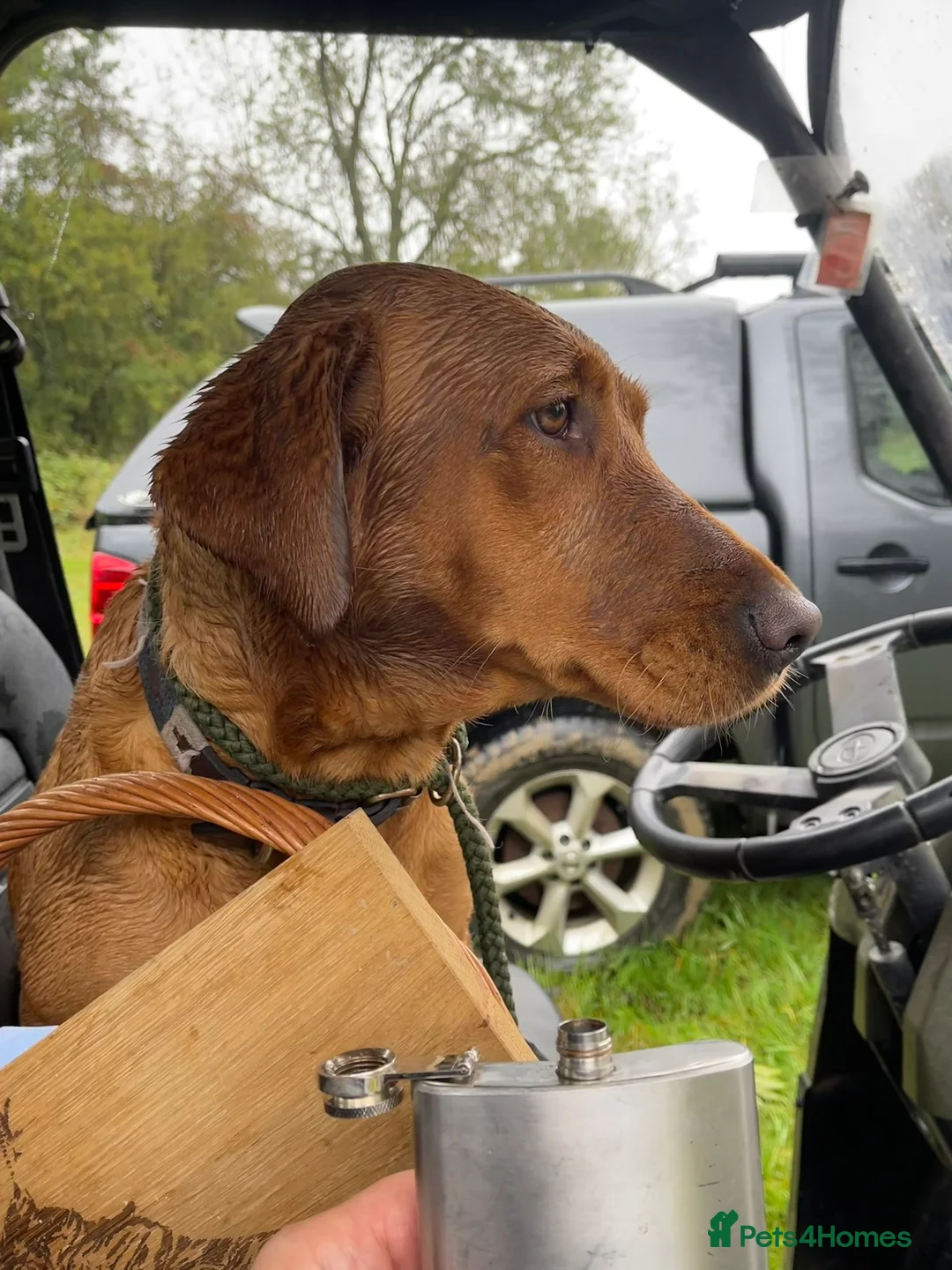 Labrador Retriever dogs for stud: Stunning KC dark Fox Red stud in Ware - Advert 5