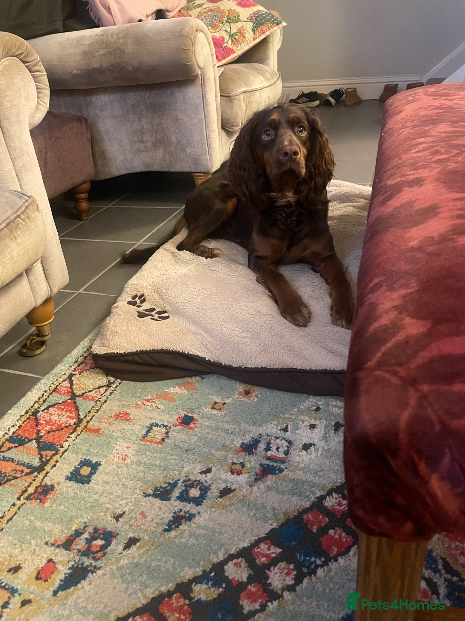 Cocker Spaniel dogs Tan and chocolate spaniel boy 15 months old  - Advert 3