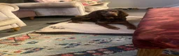 Cocker Spaniel dogs for sale: Tan and chocolate spaniel boy 15 months old  - Advert 1