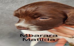 English Springer Spaniel dogs for sale: Highest Quality 8 DNA tested CLEAR KC reg puppies - Image 11