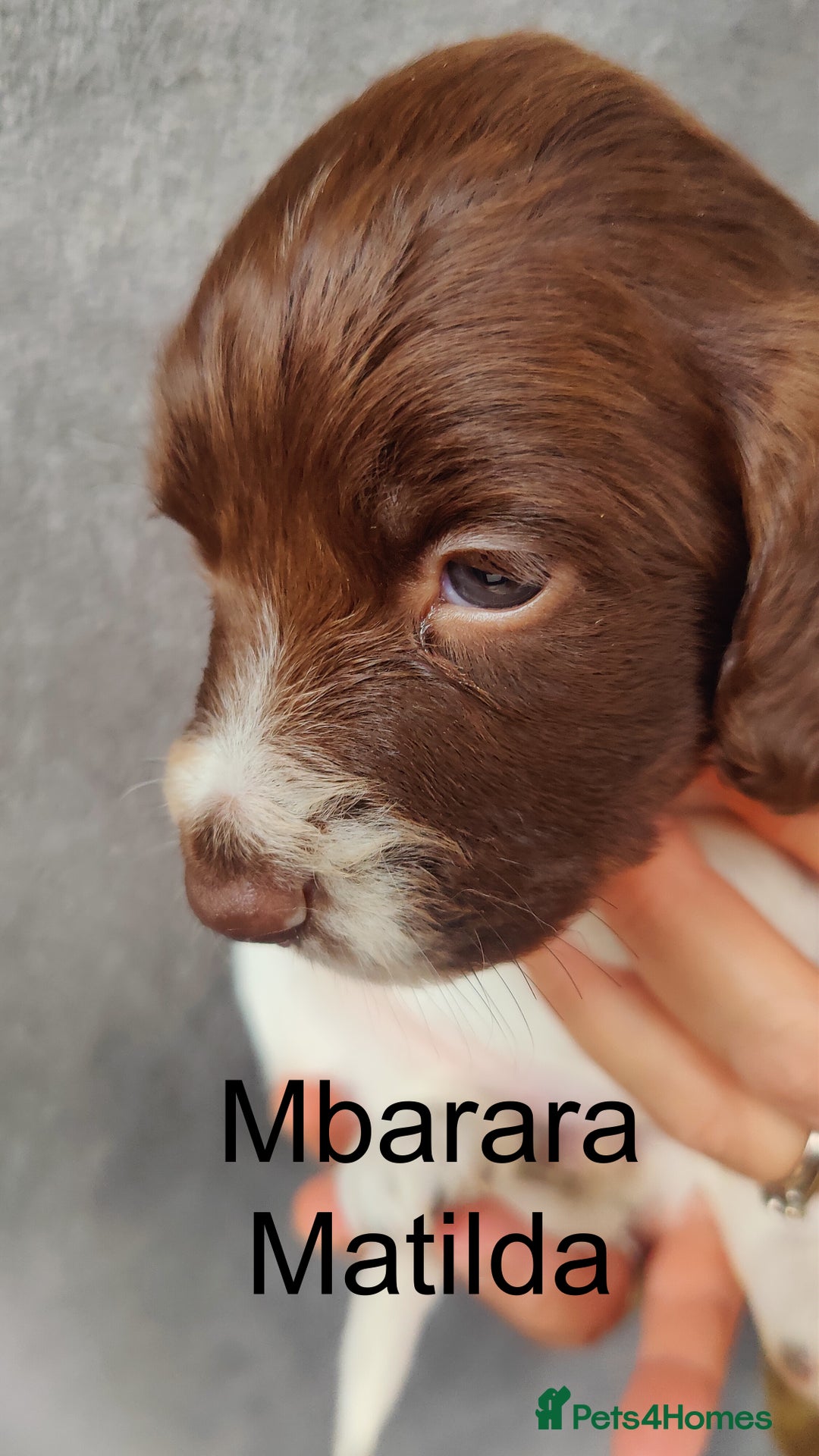 English Springer Spaniel dogs for sale: Highest Quality 8 DNA tested CLEAR KC reg puppies - Image 11