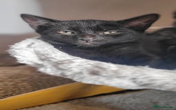 Bengal cats for sale: Black Bengal Kittens - Image 14