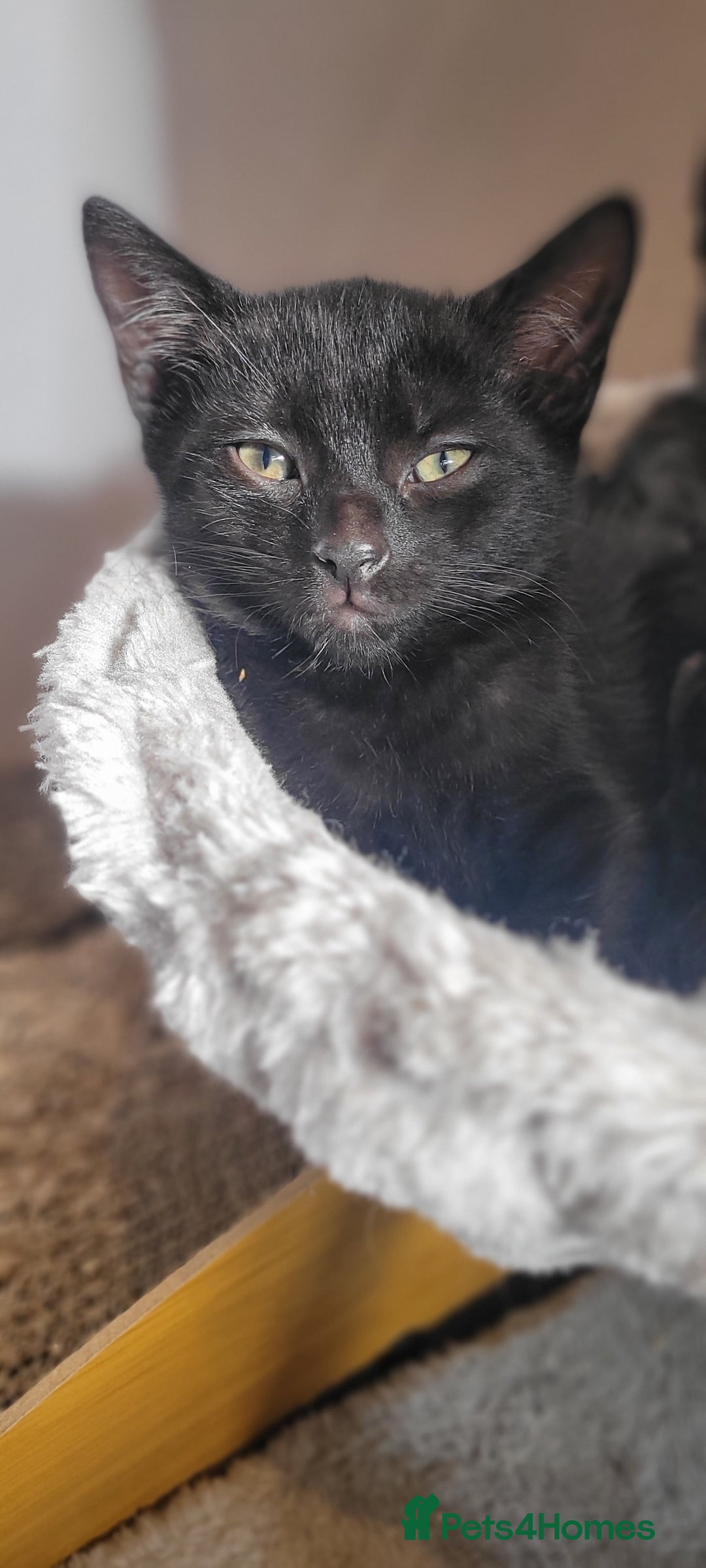 Bengal cats for sale: Black Bengal Kittens - Image 14