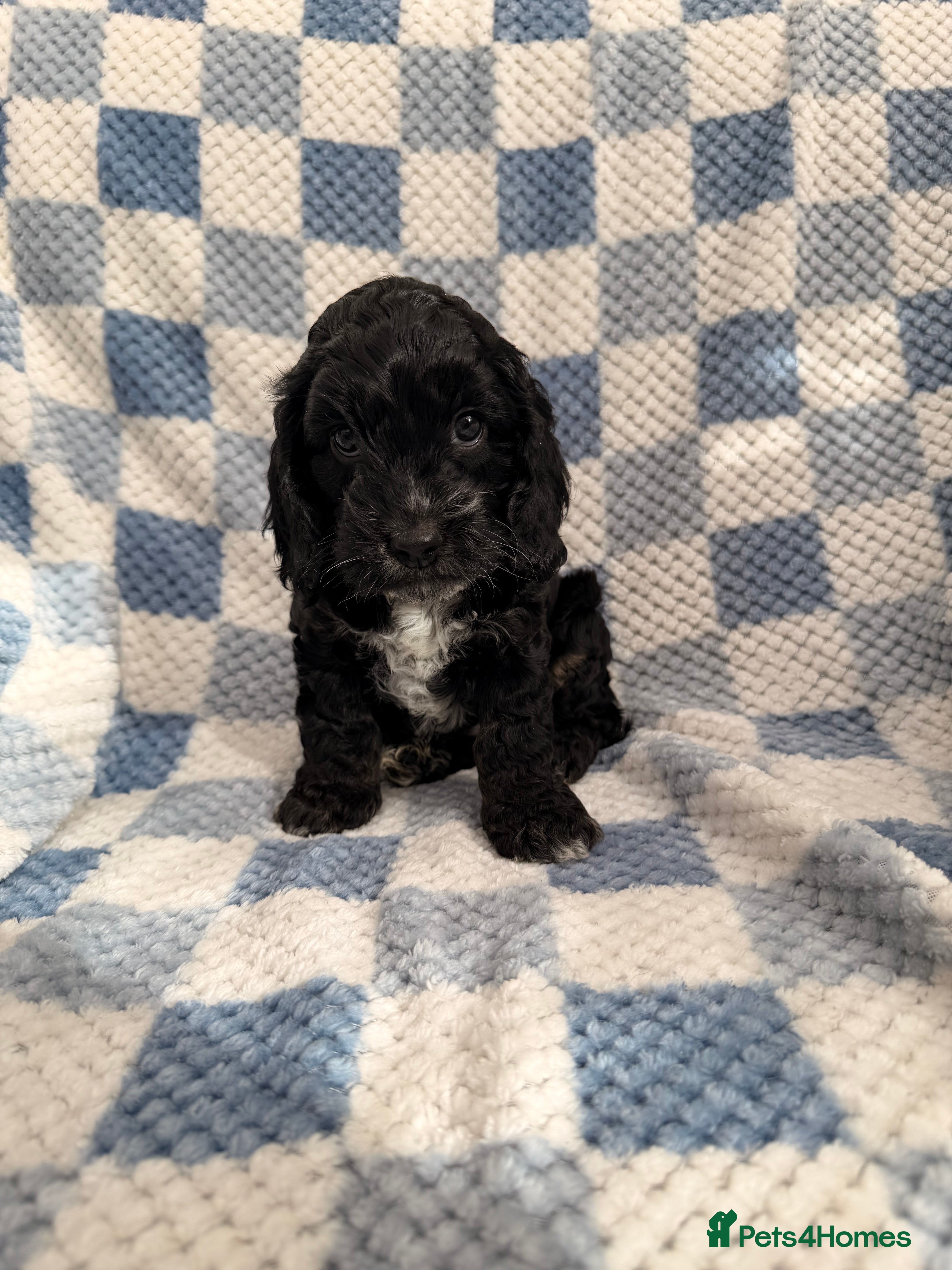 Cockapoo dogs F1 Cockapoo Puppies - Advert 10