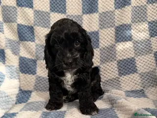 Cockapoo dogs F1 Cockapoo Puppies - Advert 4