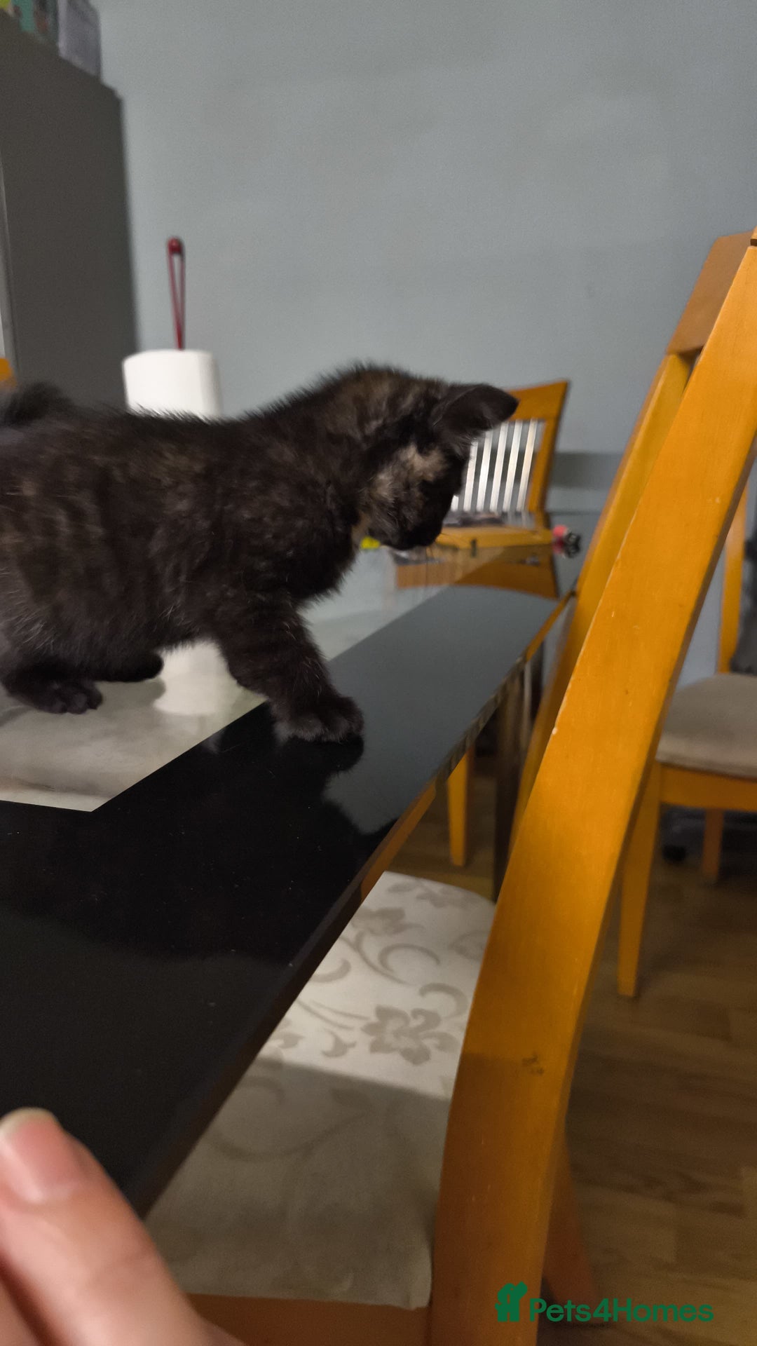 British Shorthair cats for sale: Mother and kitten for sale  - Image 2