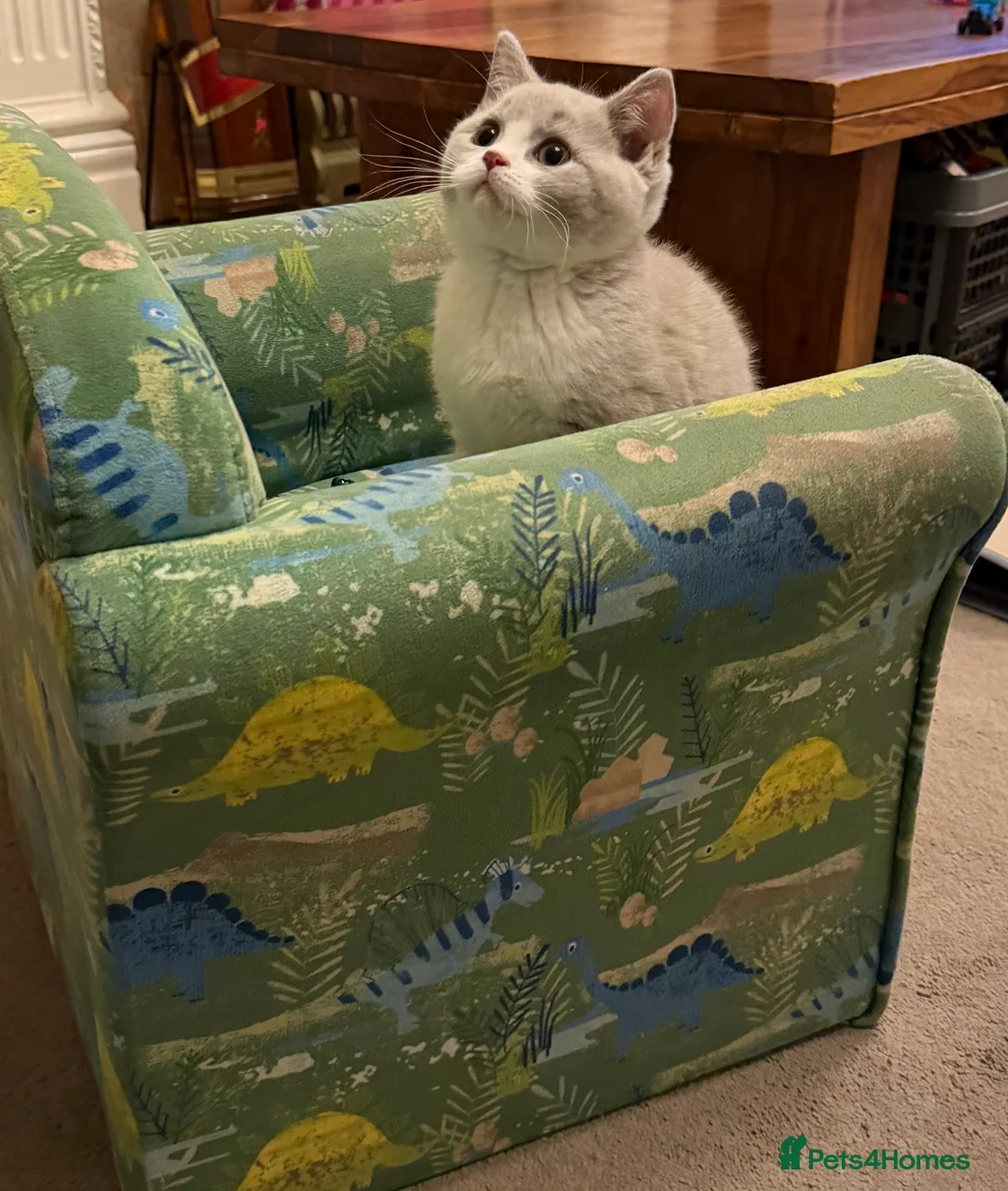 British Shorthair cats for sale: Lilac & White British Shorthair Male - Advert 4