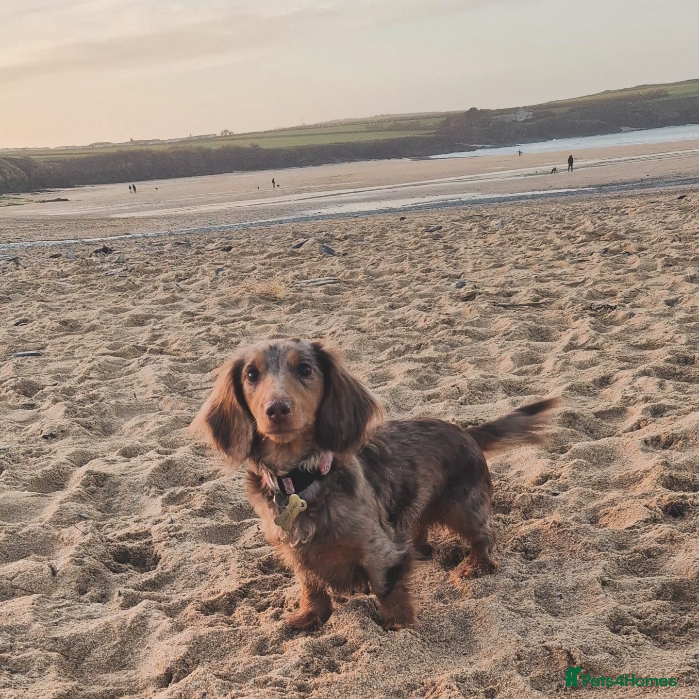 Miniature Dachshund dogs Miniature Dachshunds  - Advert 2