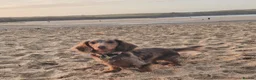 Miniature Dachshund dogs for sale: Miniature Dachshunds  - Advert 1
