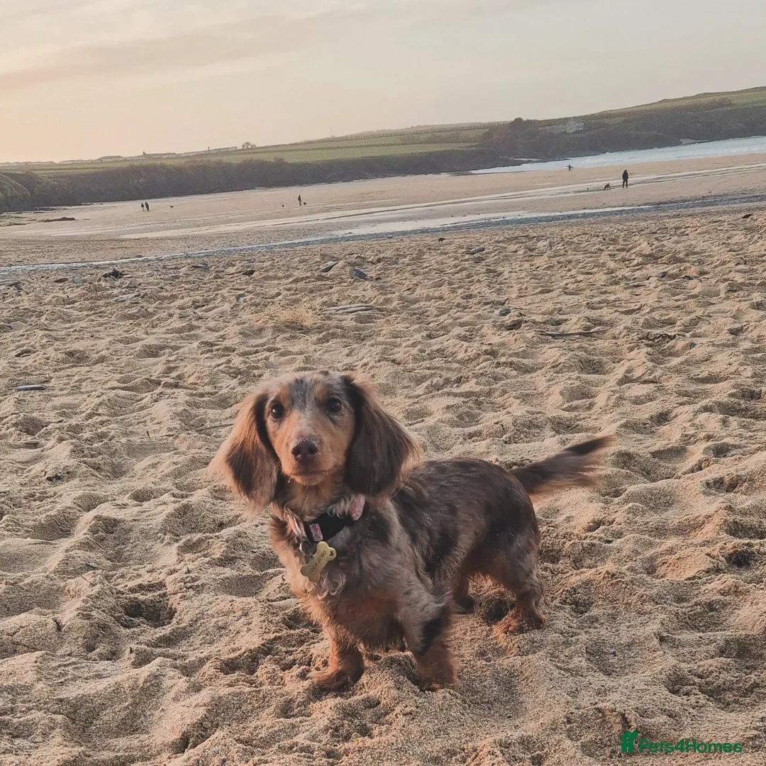 Miniature Dachshund dogs for sale: Miniature Dachshunds  - Advert 1
