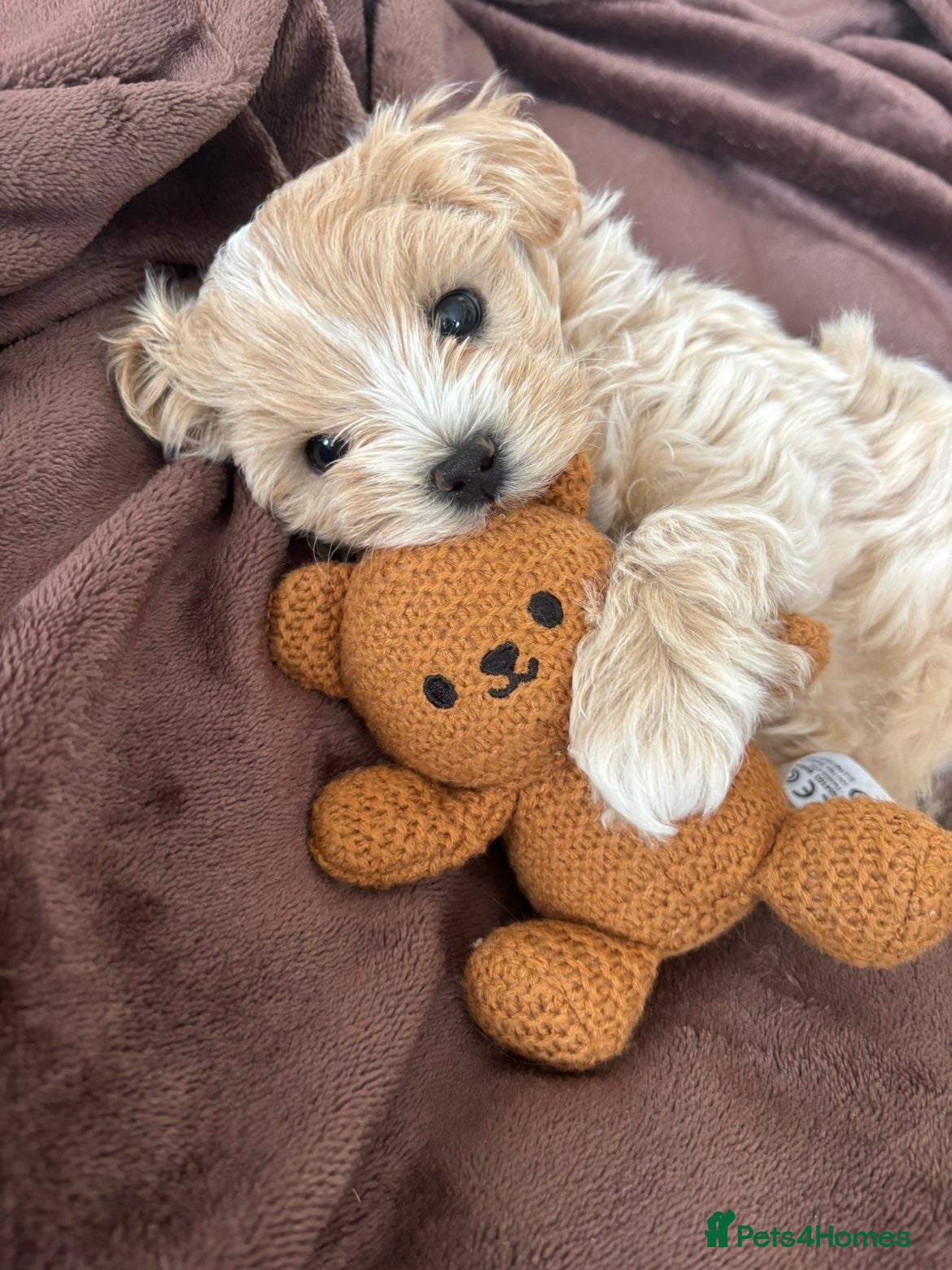 Maltipoo dogs  **  Korean male champagne and white Maltipoo - Advert 1