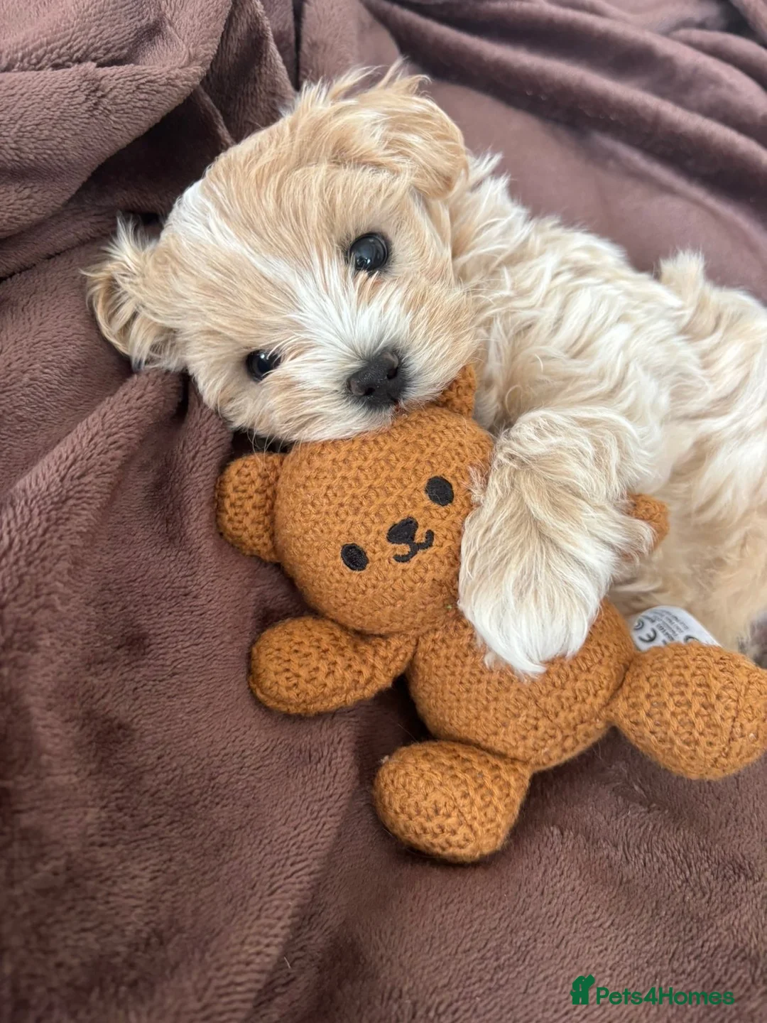 Maltipoo dogs for sale:  **  Korean male champagne and white Maltipoo in Worksop - Advert 1