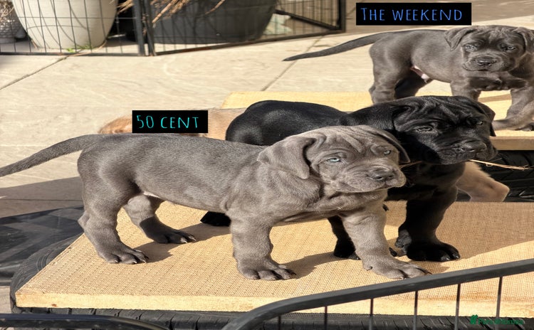 Mixed Breed dogs - Advert 4