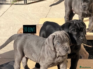 Mixed Breed dogs - Advert 5