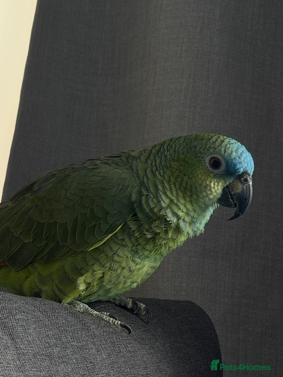 Parrots birds for sale: meet rio in Hayes - Advert 1