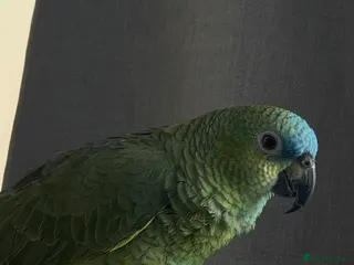 Parrots birds meet rio - Advert 10