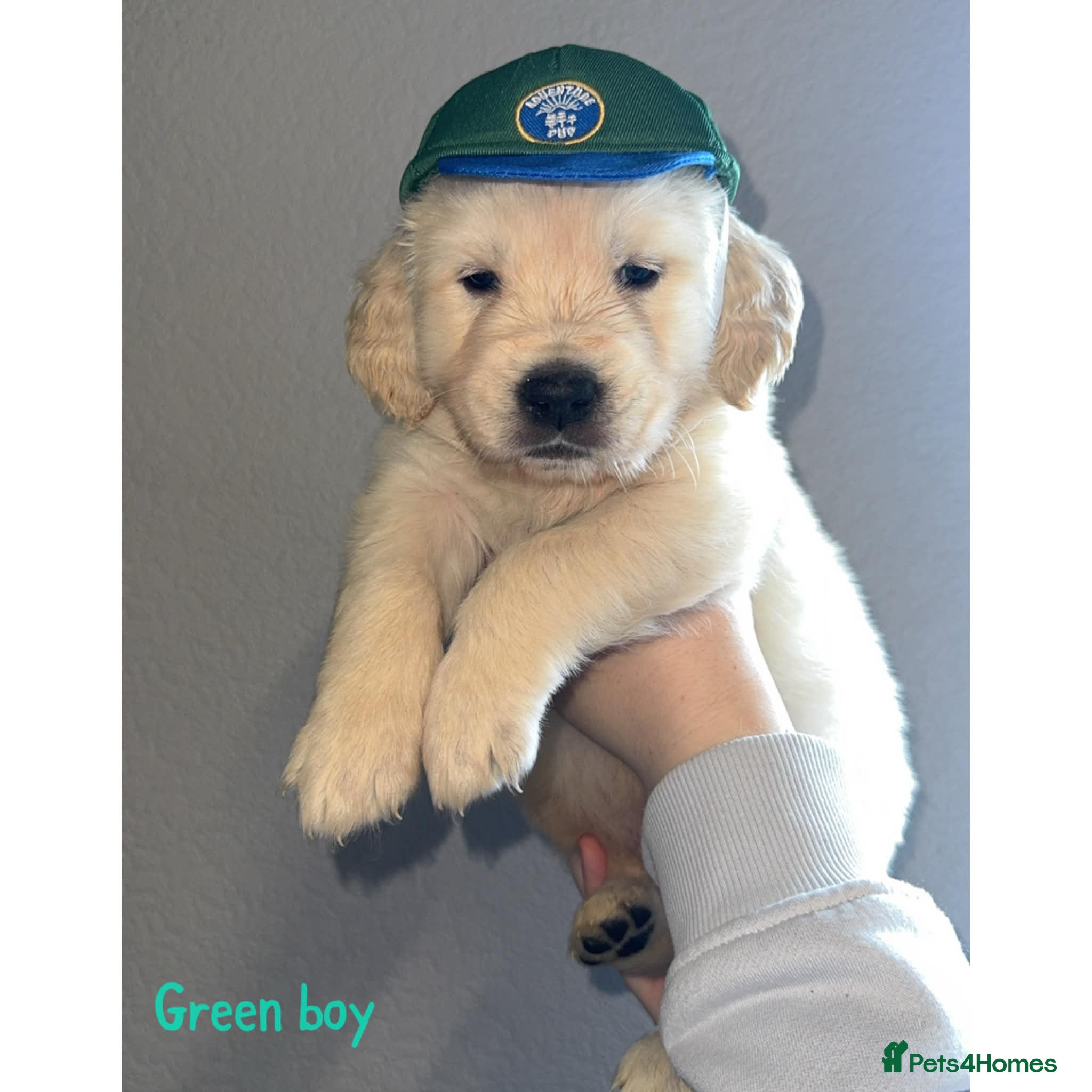 Golden Retriever dogs Beautiful Golden retriever Pups Showline KC Reg - Advert 6