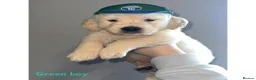 Golden Retriever dogs for sale: Beautiful Golden retriever Pups Showline KC Reg - Advert 5