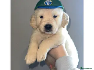 Golden Retriever dogs Beautiful Golden retriever Pups Showline KC Reg - Advert 6