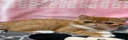 Persian cats for sale: Beautiful high quality Persian and Exotic kittens  - Advert 10