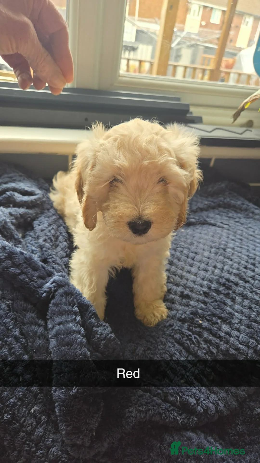 Cockapoo dogs for sale: cockapoo puppies  in Castleford - Advert 2