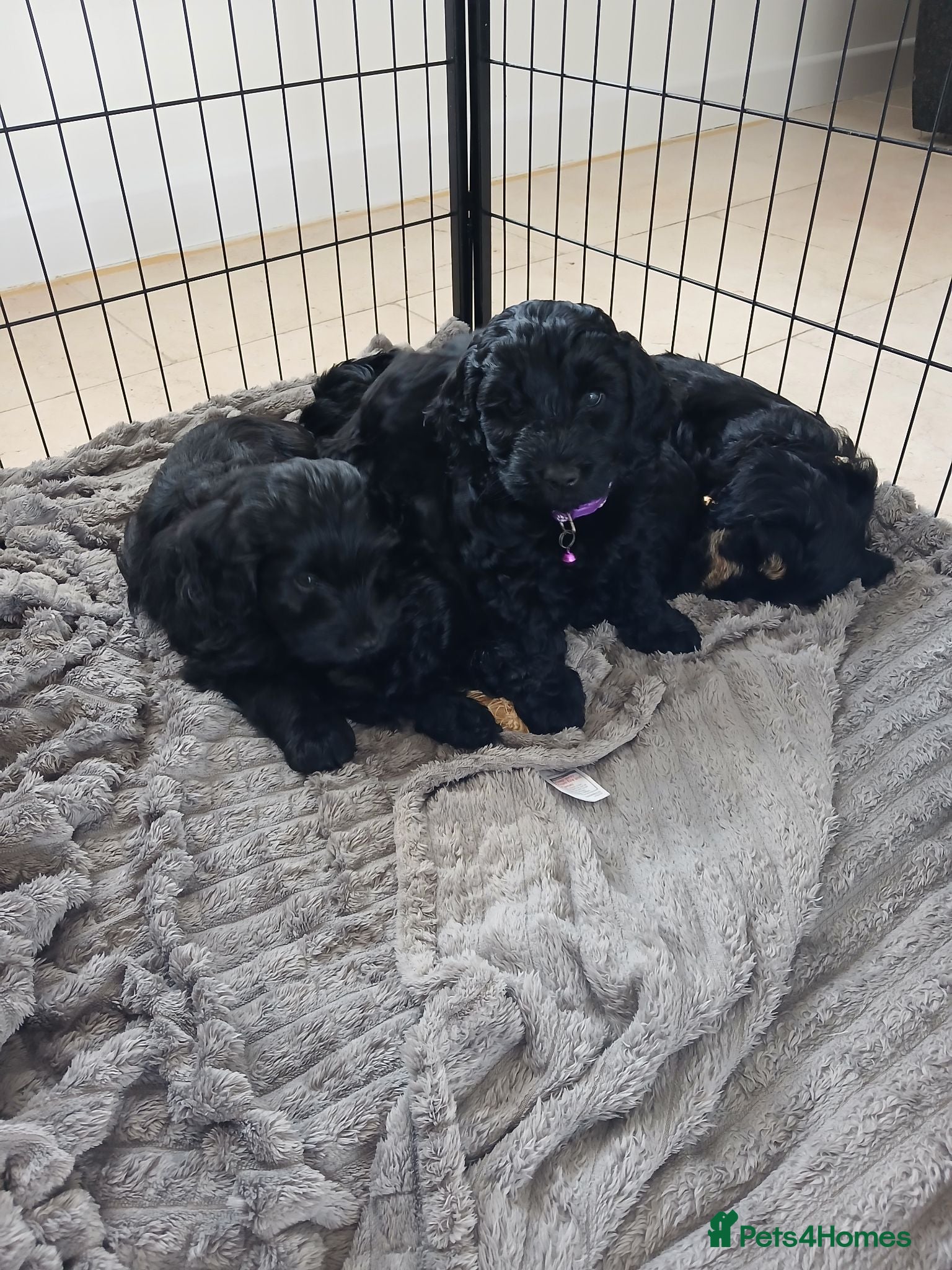 Cockapoo dogs 5 beautiful Toy Cockapoos available - Advert 1