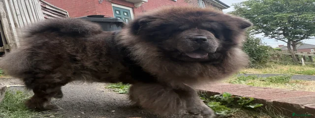 SIKARI BEAR