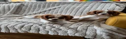 Cavalier King Charles Spaniel dogs for sale: 2 Blenheim cavalier King Charles spaniel boys  - Advert 18