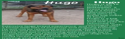 Mixed Breed dogs for sale: Rescue Dogs in need of Loving Homes - Advert 8