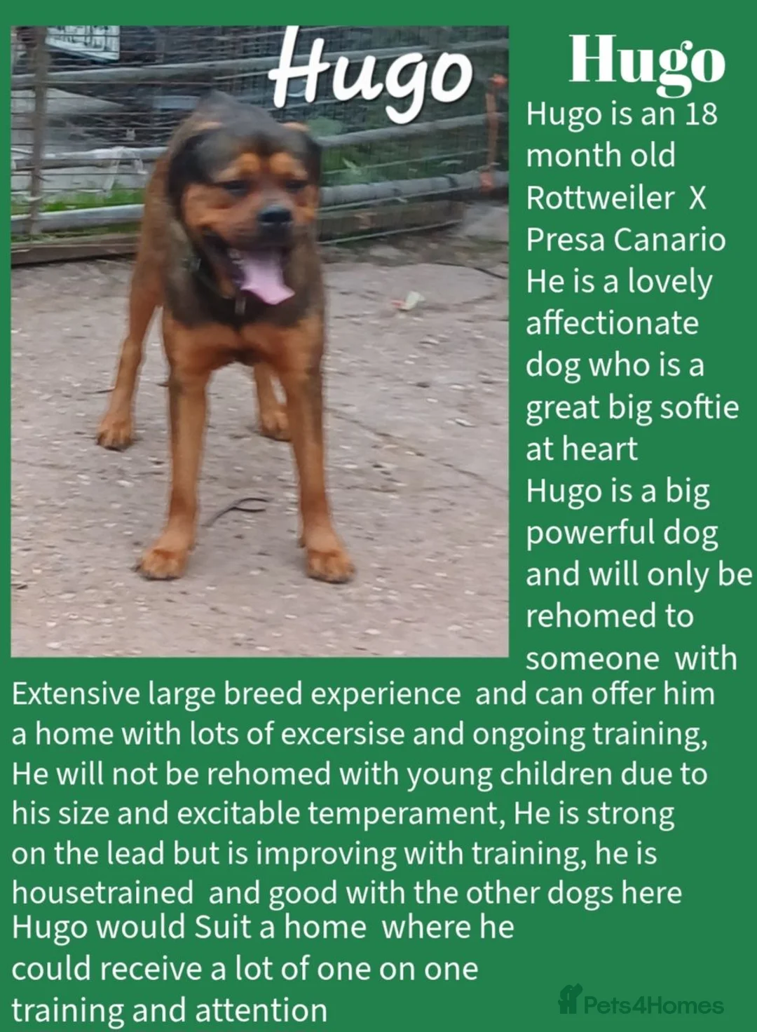 Mixed Breed dogs for sale: Rescue Dogs in need of Loving Homes - Advert 8