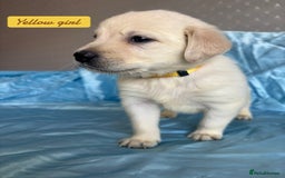 Goldador dogs for sale: 🤍🦮White Goldador Puppies🦮🤍 in Bridgend - Image 8