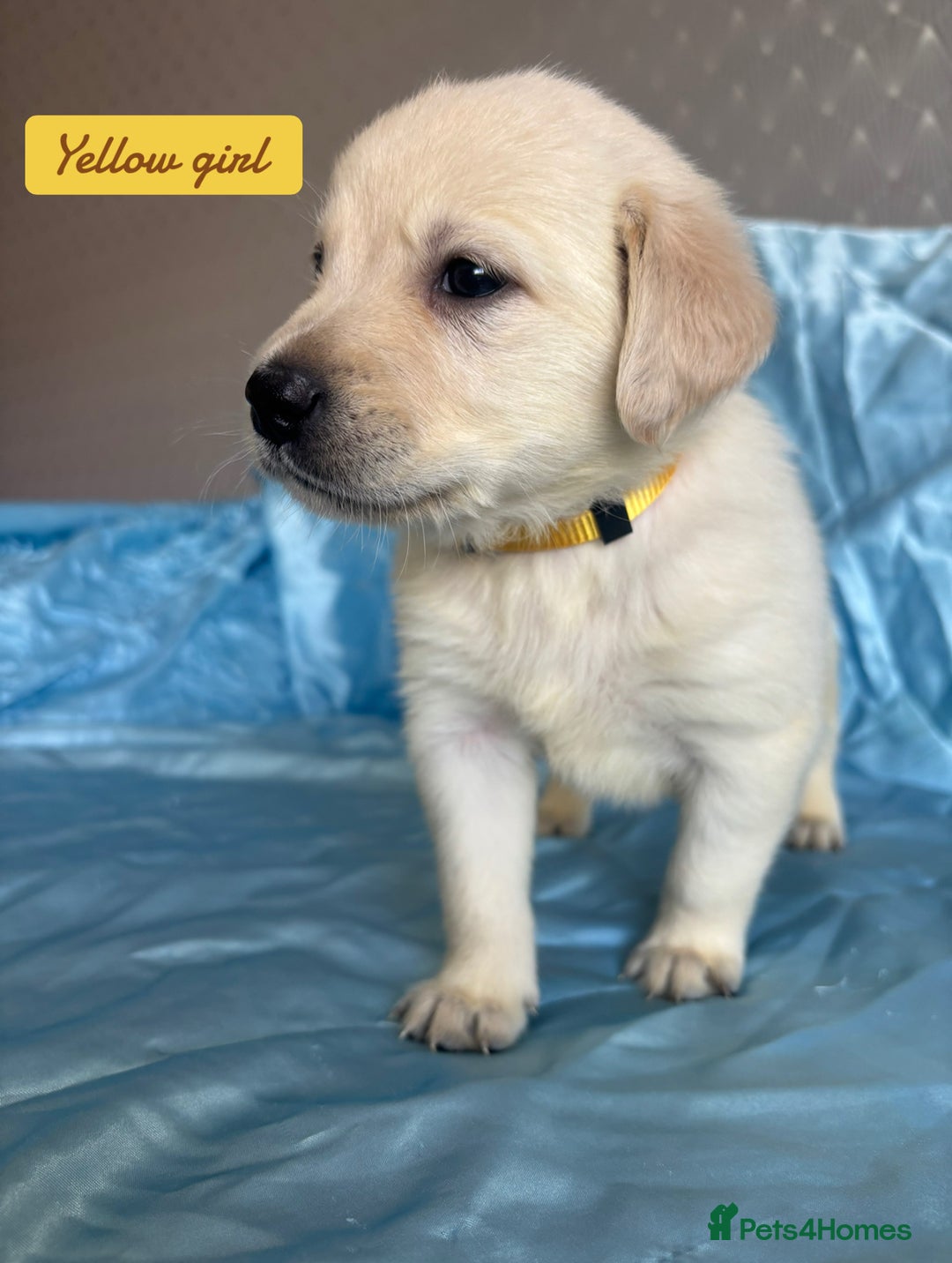 Goldador dogs for sale: 🤍🦮White Goldador Puppies🦮🤍 in Bridgend - Image 8