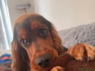Cocker Spaniel dogs Rehoming 1 Year Old Cocker Spaniel - Advert 1