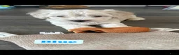 Maltipoo dogs for sale: Stunning Maltipoo Puppies  - Advert 8