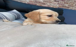Golden Retriever dogs for sale: 5⭐️ Golden Retriever Puppies - Ready Soon ❤️🐶 - Image 29