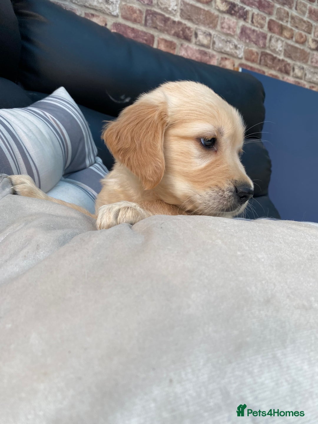 Golden Retriever dogs for sale: 5⭐️ Golden Retriever Puppies - Ready Soon ❤️🐶 - Image 29