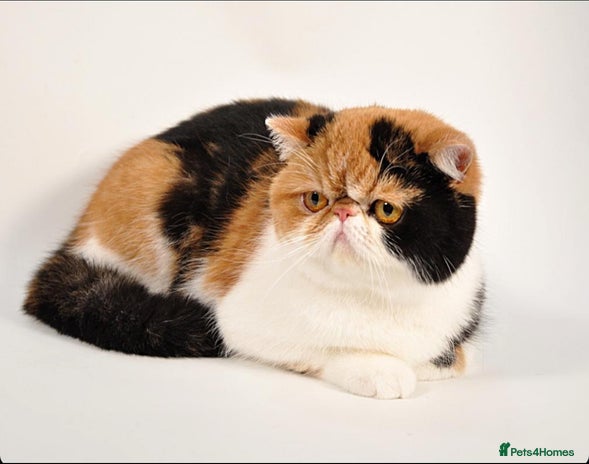 Exotic cats - Advert 1