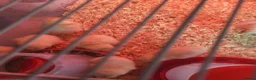 Chickens poultry for sale: White star chicks - Advert 7