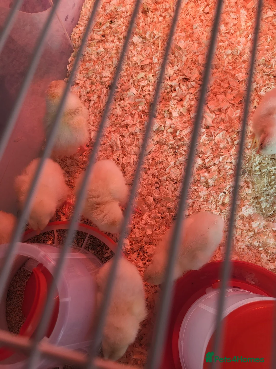 Chickens poultry for sale: White star chicks - Advert 7