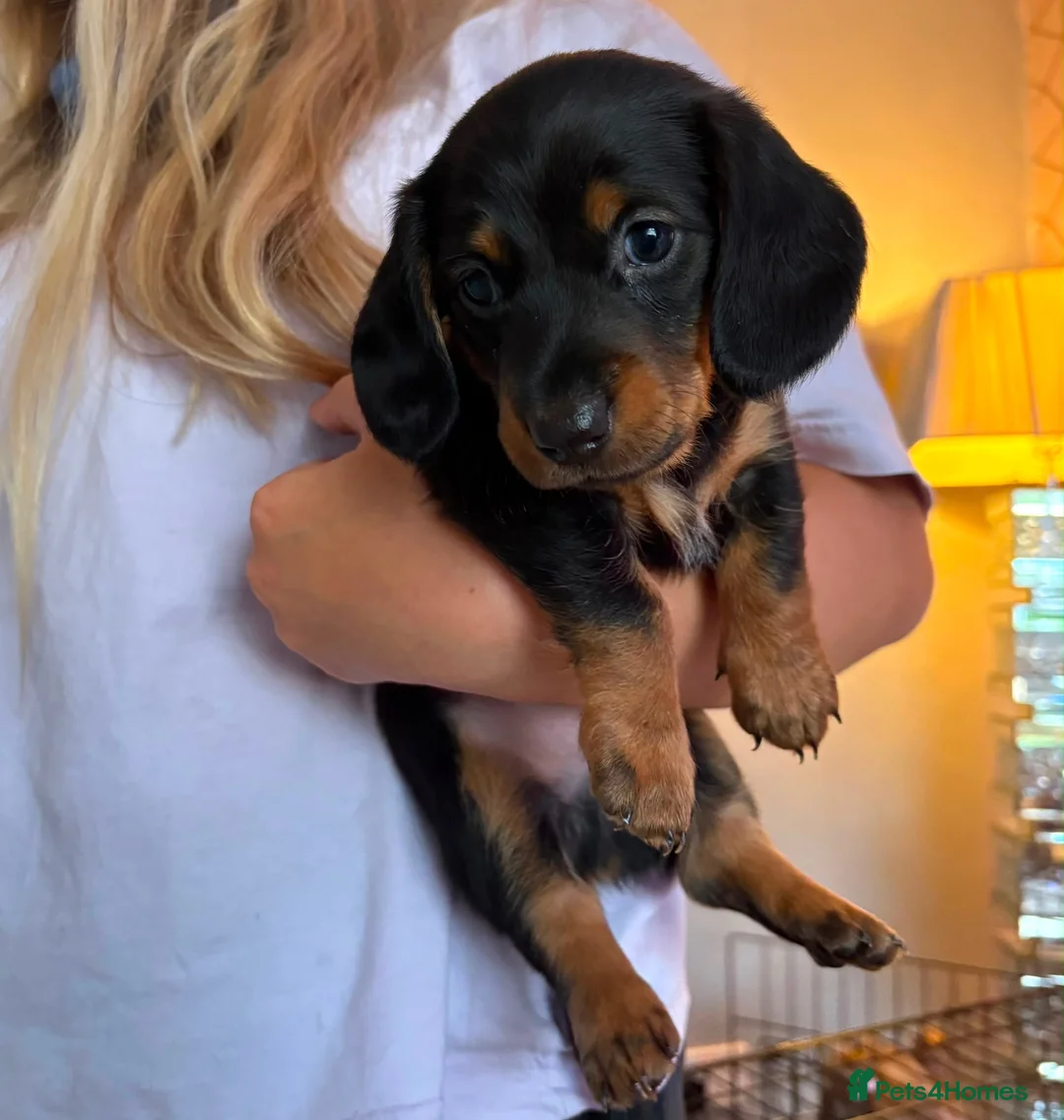 Miniature Dachshund dogs for sale: Beautiful KC REG Miniature Dachshund Puppy’s  - Advert 1