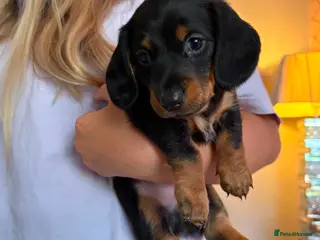 Miniature Dachshund dogs Beautiful KC REG Miniature Dachshund Puppy’s - Advert 6