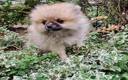 Pomeranian dogs for sale: Pom puppys with Kc reg , pedigree for sale in Taunton - Image 29