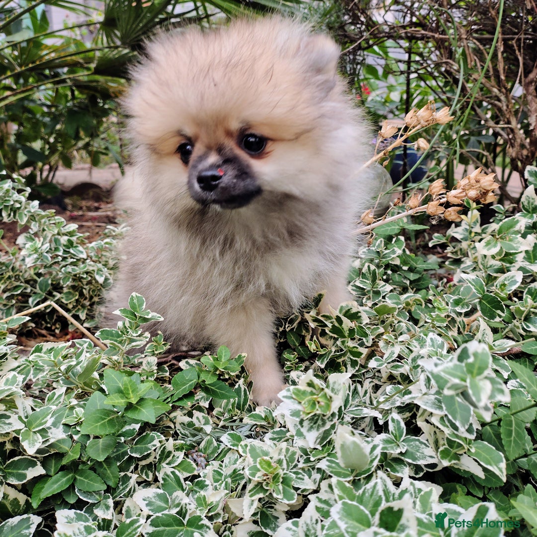 Pomeranian dogs for sale: Pom puppys with Kc reg , pedigree for sale in Taunton - Image 29