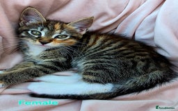 Mixed Breed cats for sale: Maine Coon Cross Kittens Still Available!! - Image 4
