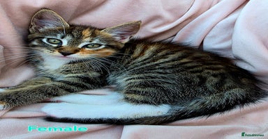 Mixed Breed cats - Advert 14