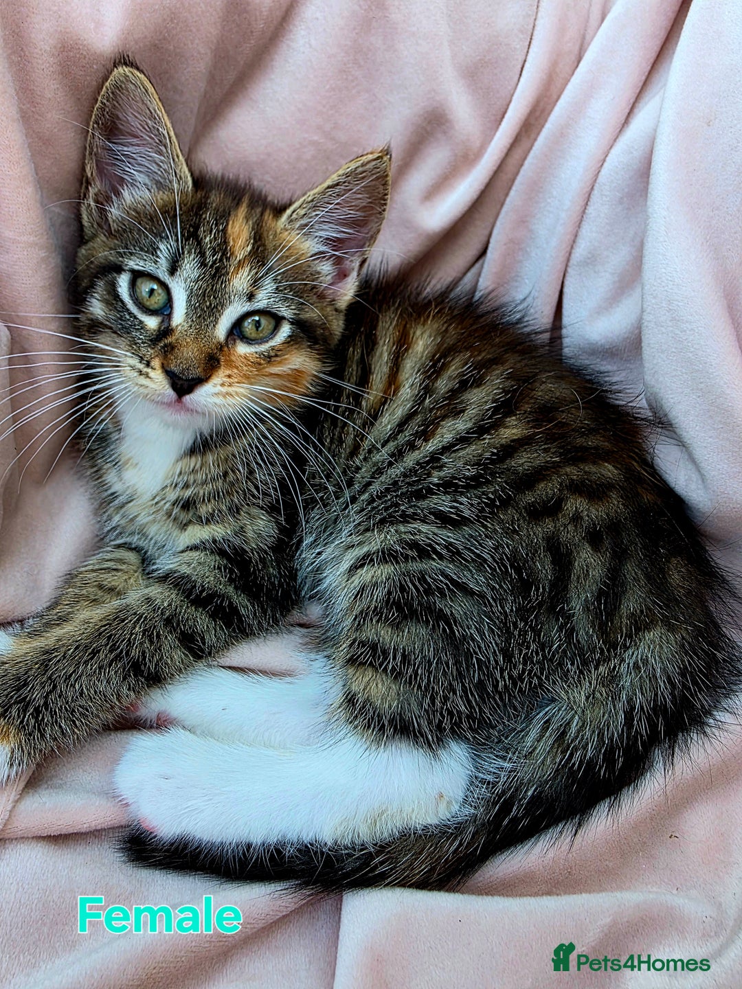 Mixed Breed cats for sale: Maine Coon Cross Kittens Still Available!! - Image 4