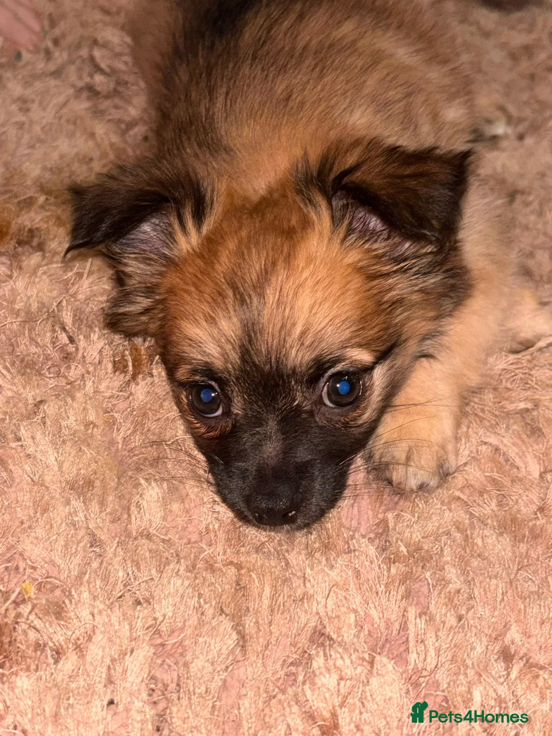 Pomchi dogs for sale: Beautiful Pomchi puppies  in Peterborough - Advert 21