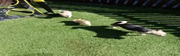 Chihuahua dogs for sale: Chihuahua cream boy ready for new home - Advert 7